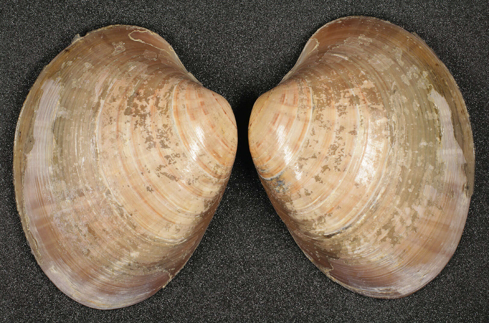 Image of Smooth clam