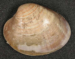 Image of Smooth clam