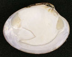 Image of Smooth clam