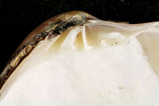 Image of Smooth clam