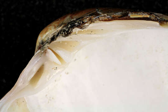 Image of Smooth clam