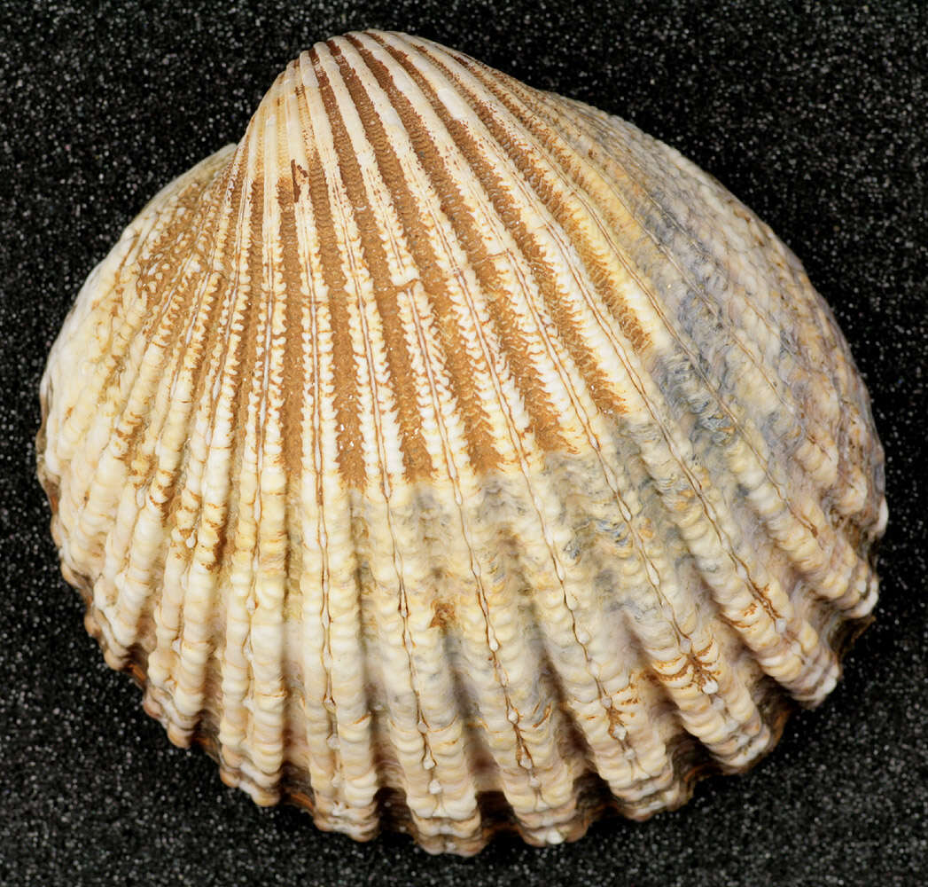 Image of European prickly cockle