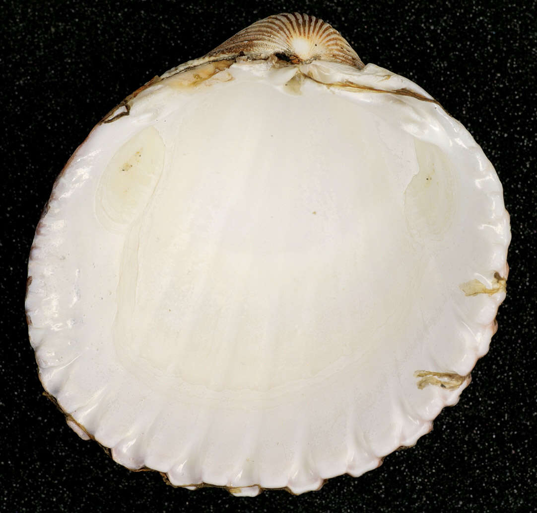 Image of European prickly cockle