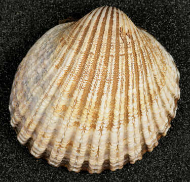 Image of European prickly cockle