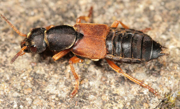 Image of Staphylinus dimidiaticornis Gemminger 1851