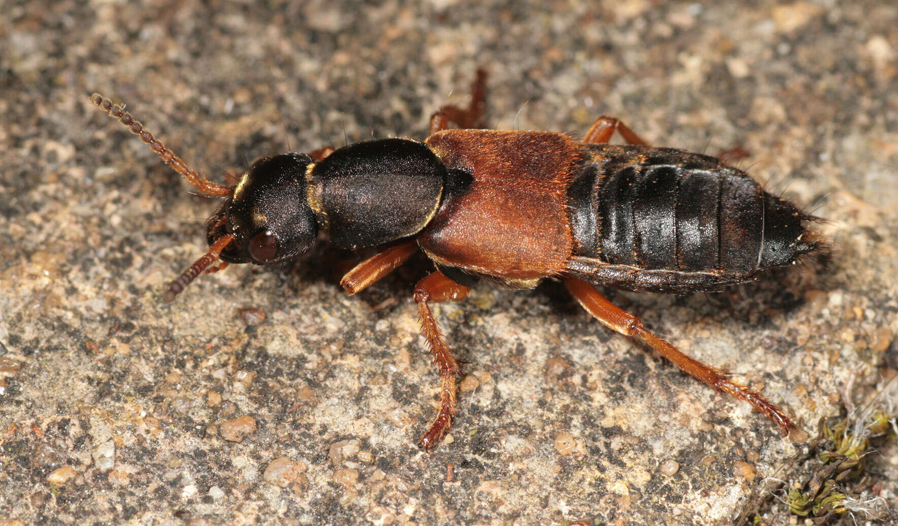 Image of Staphylinus dimidiaticornis Gemminger 1851