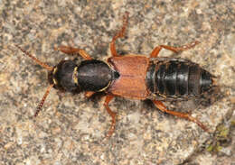 Image of Staphylinus dimidiaticornis Gemminger 1851