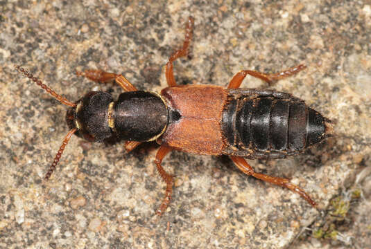 Image of Staphylinus dimidiaticornis Gemminger 1851