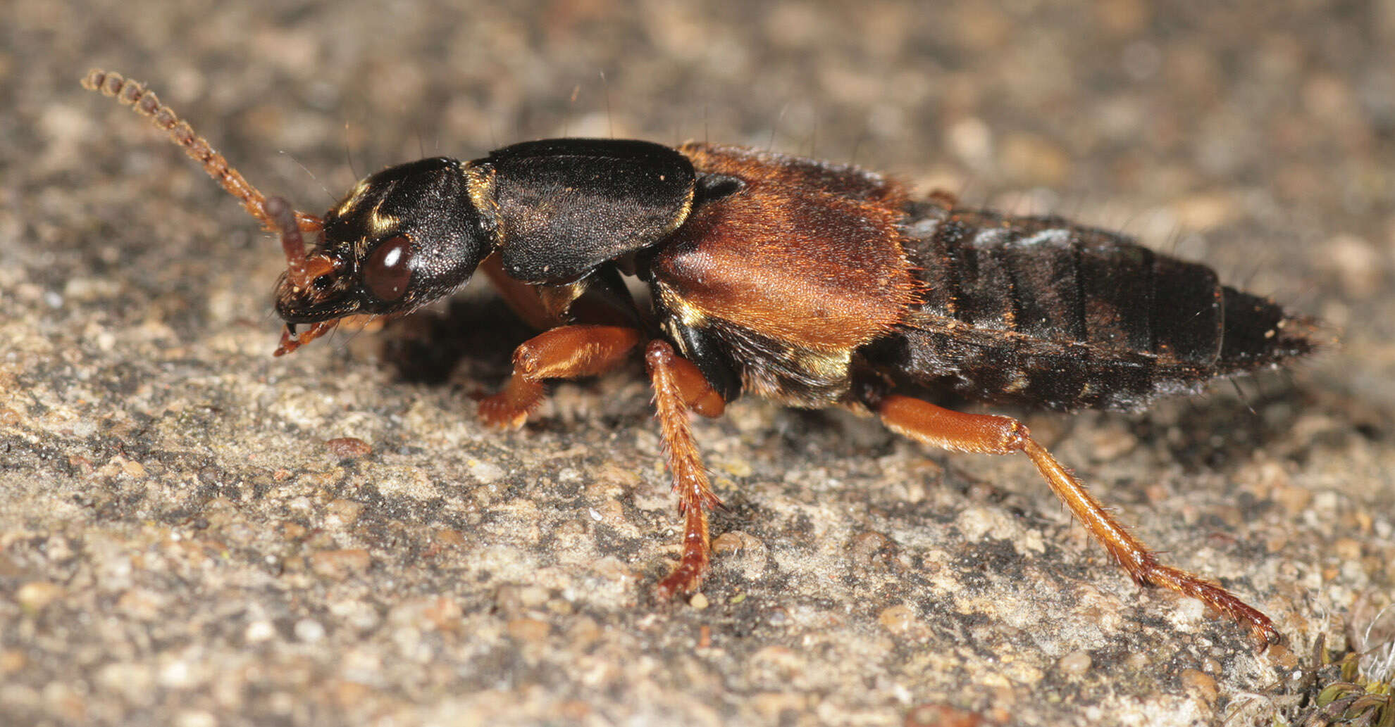 Image of Staphylinus dimidiaticornis Gemminger 1851