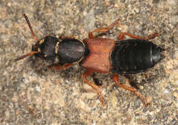 Image of Staphylinus dimidiaticornis Gemminger 1851