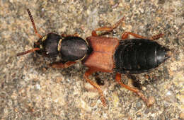 Image of Staphylinus dimidiaticornis Gemminger 1851