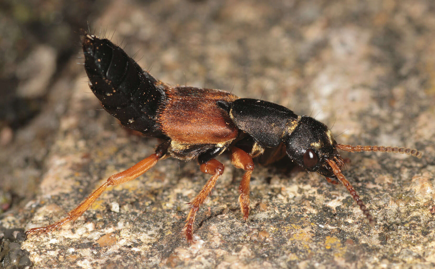 Image of Staphylinus dimidiaticornis Gemminger 1851