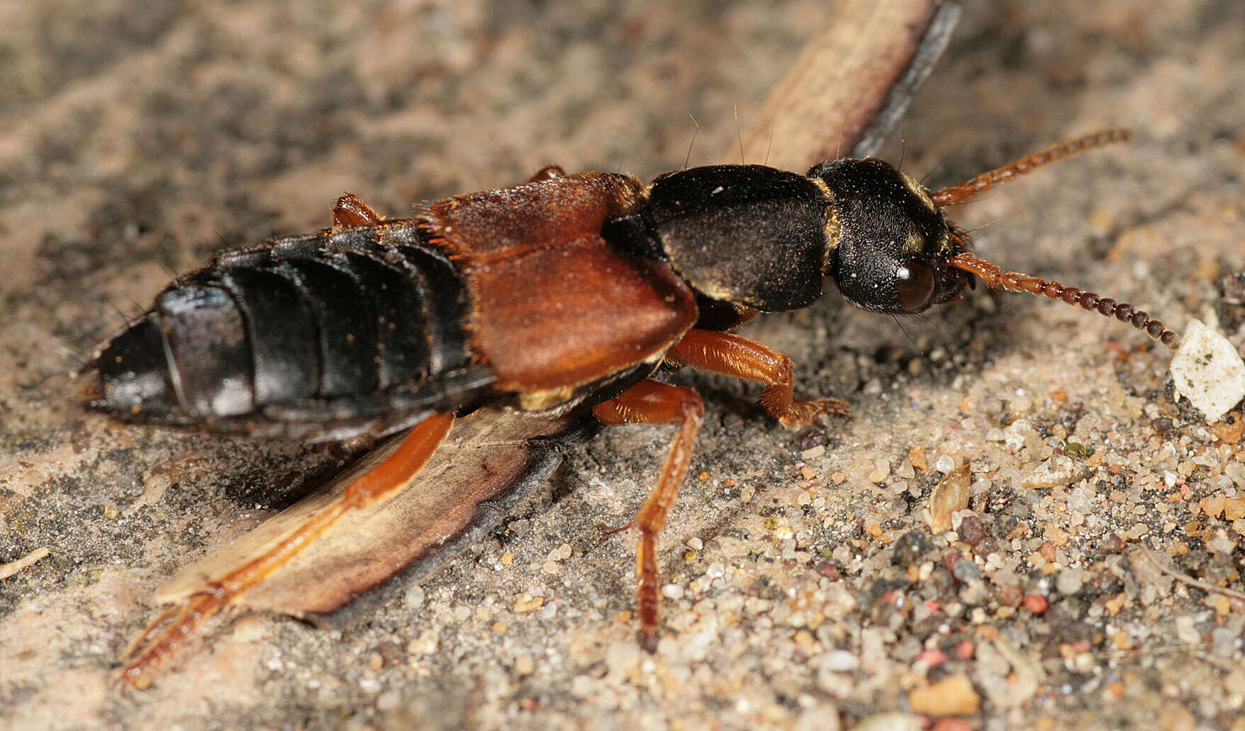 Image of Staphylinus dimidiaticornis Gemminger 1851