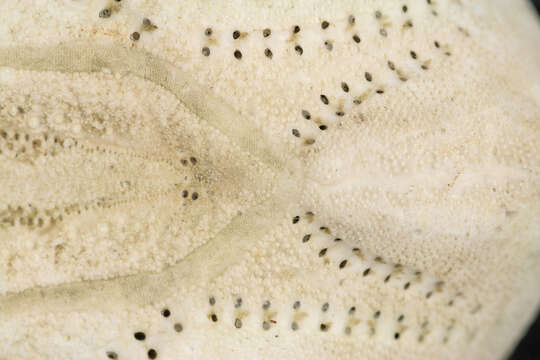 Image de oursin de sable