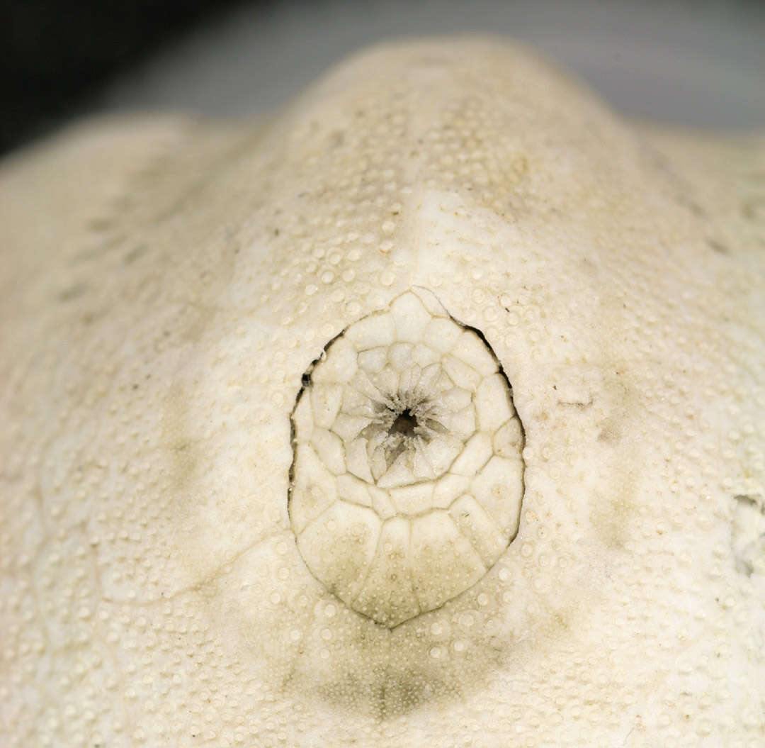 Image de oursin de sable