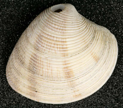 Image of striped venus clam