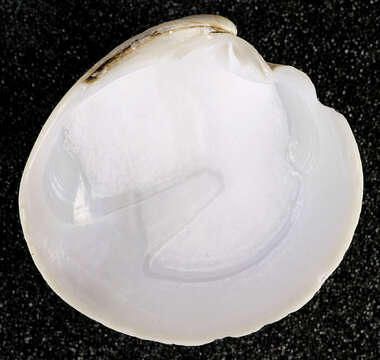 Image of smooth artemis