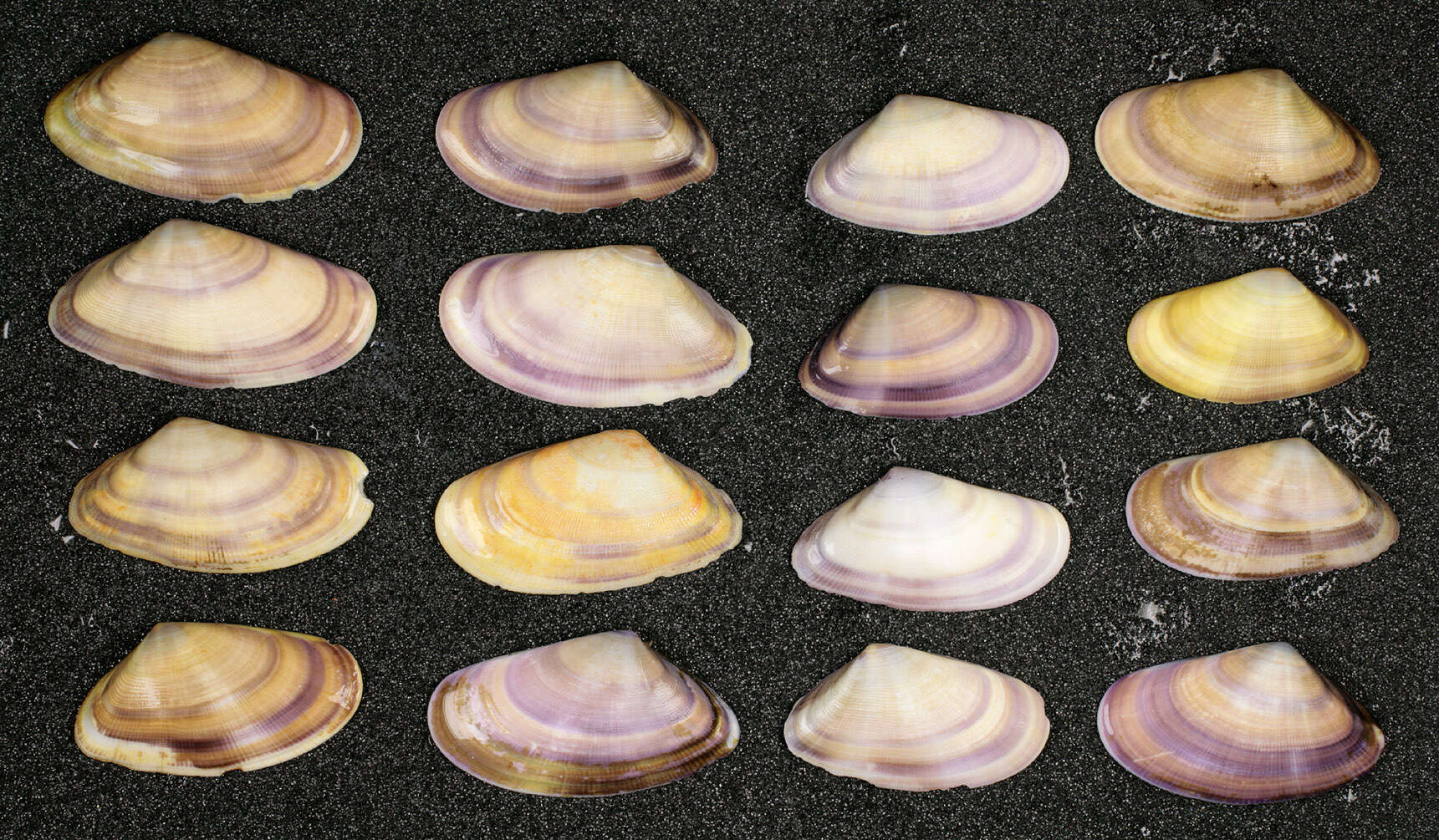 Image of Banded wedge shell