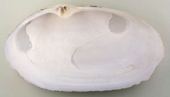 Image of common otter clam