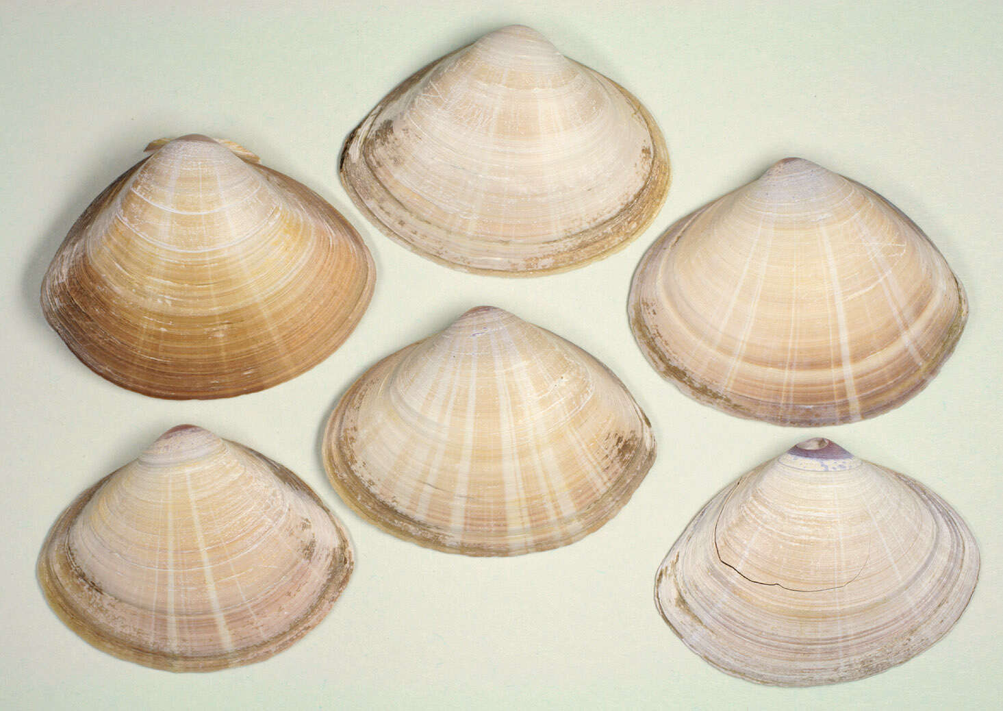 Image of rayed trough clam