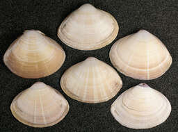 Image of rayed trough clam