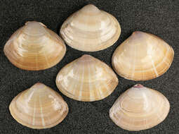 Image of rayed trough clam