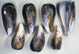 Image of Mediterranean mussel