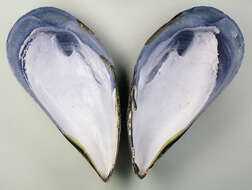 Image of Mediterranean mussel