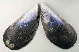 Image of Mediterranean mussel