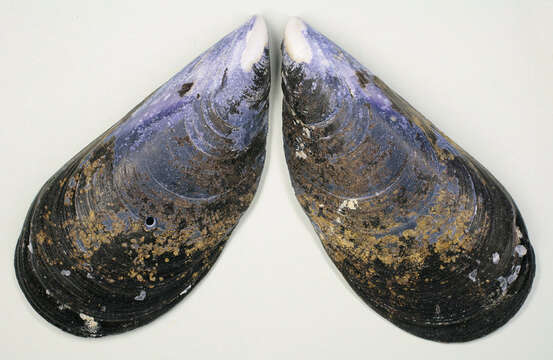 Image of Mediterranean mussel