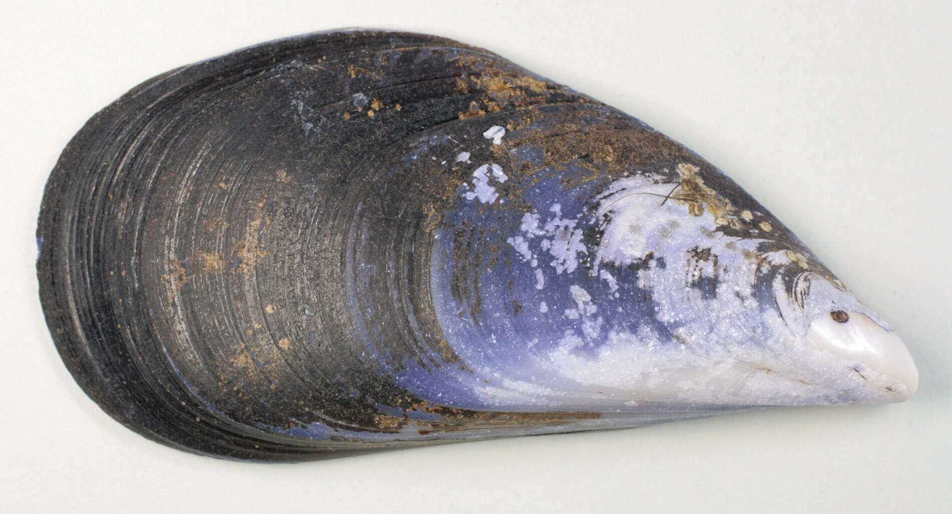 Image of Mediterranean mussel