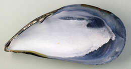 Image of Mediterranean mussel