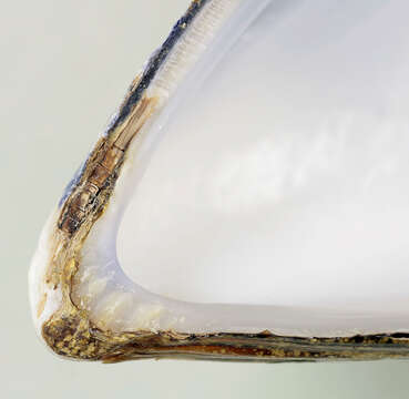 Image of Mediterranean mussel