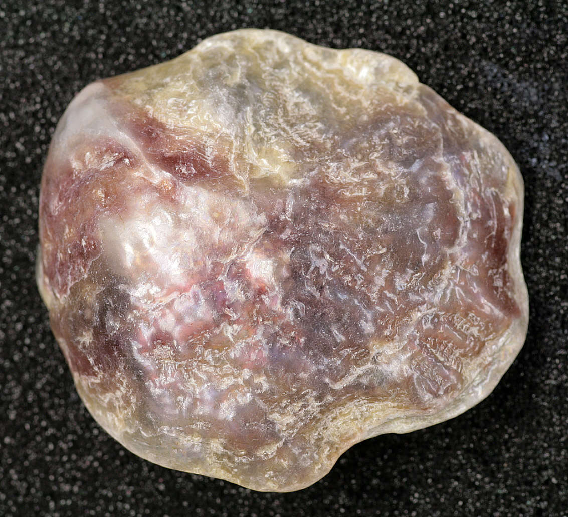 Image of European jingle shell