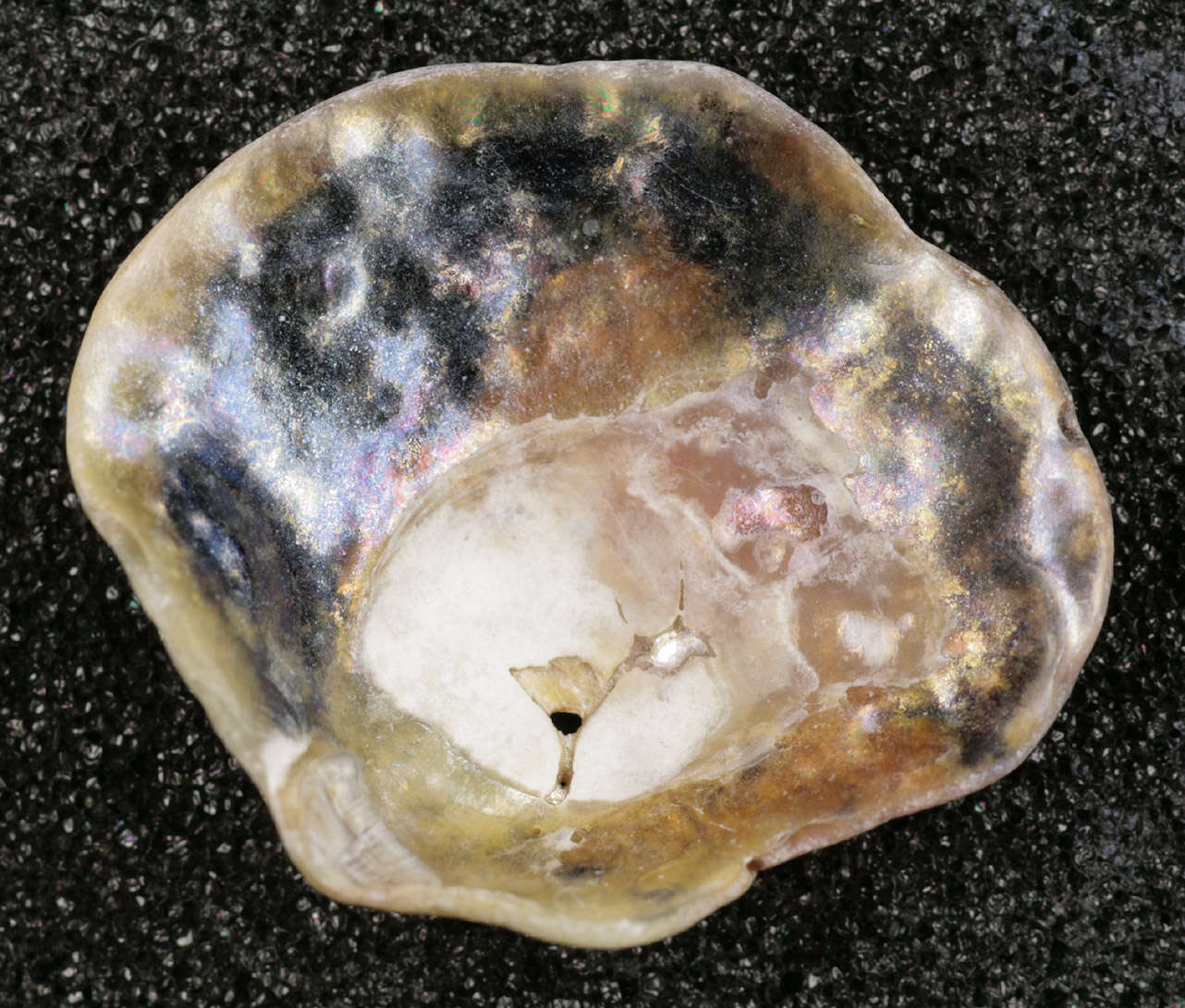 Image of European jingle shell