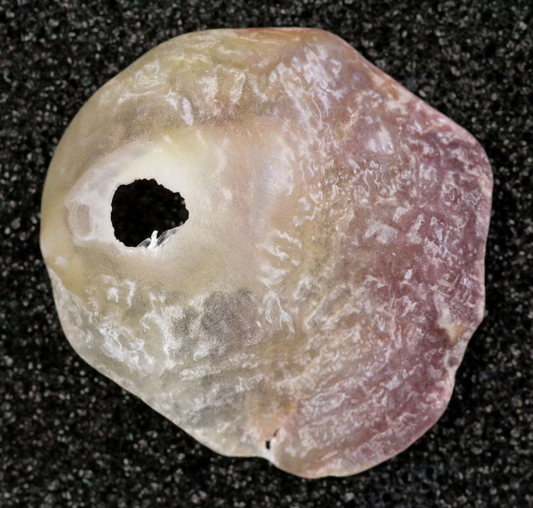 Image of European jingle shell