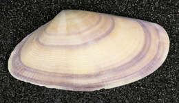 Image of Banded wedge shell