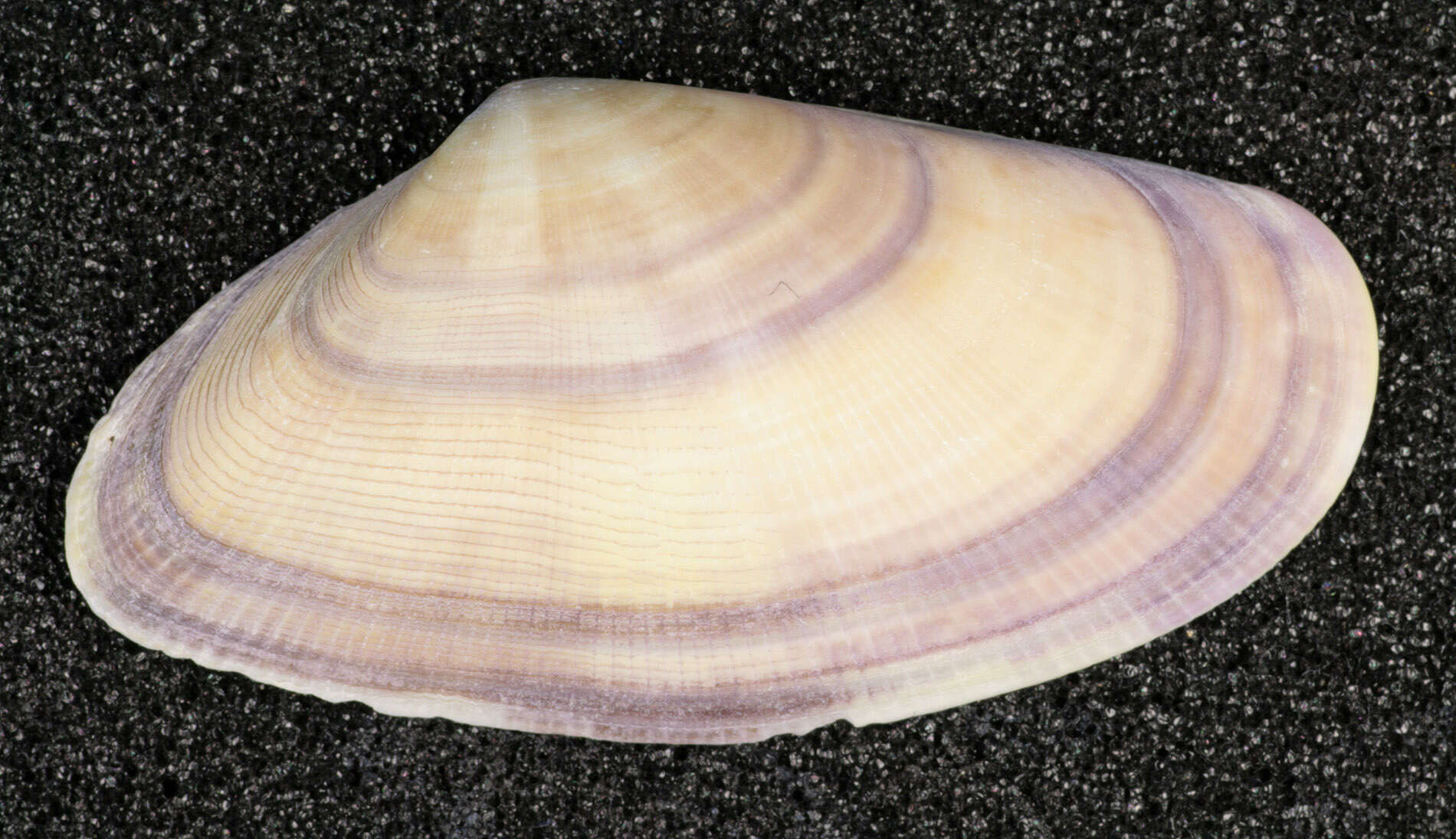 Image of Banded wedge shell