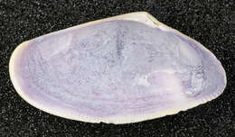 Image of Banded wedge shell