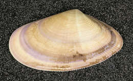 Image of Banded wedge shell