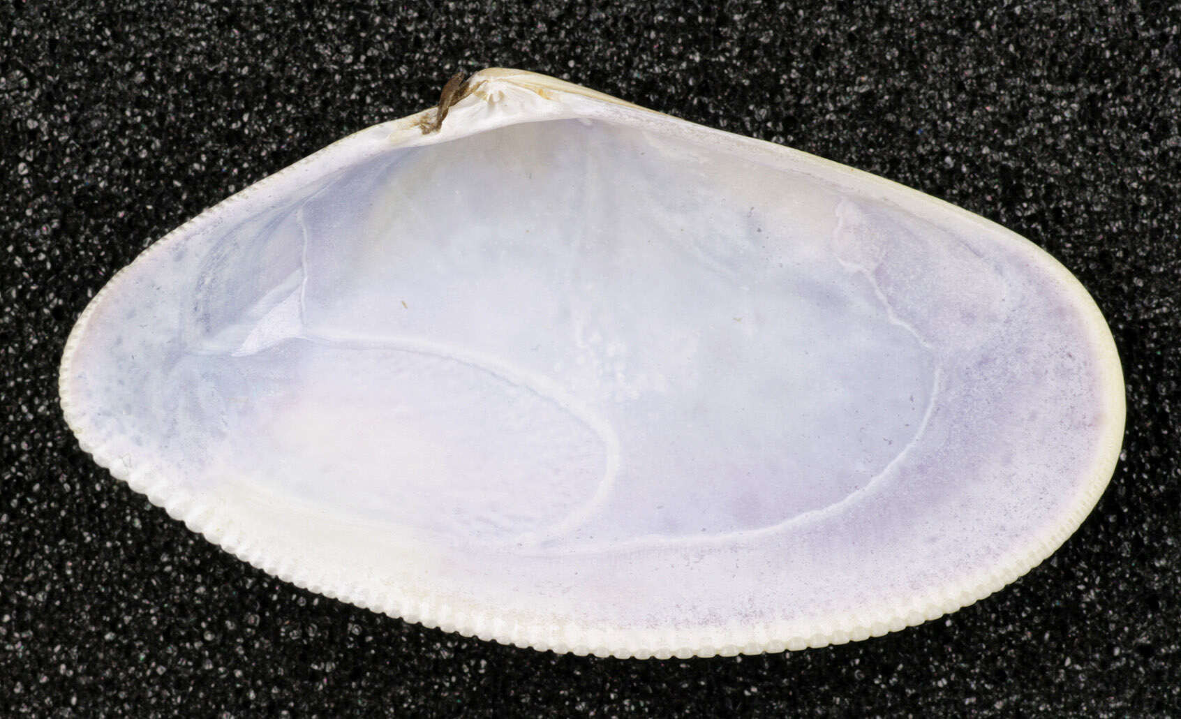 Image of Banded wedge shell