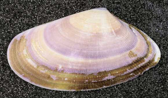 Image of Banded wedge shell