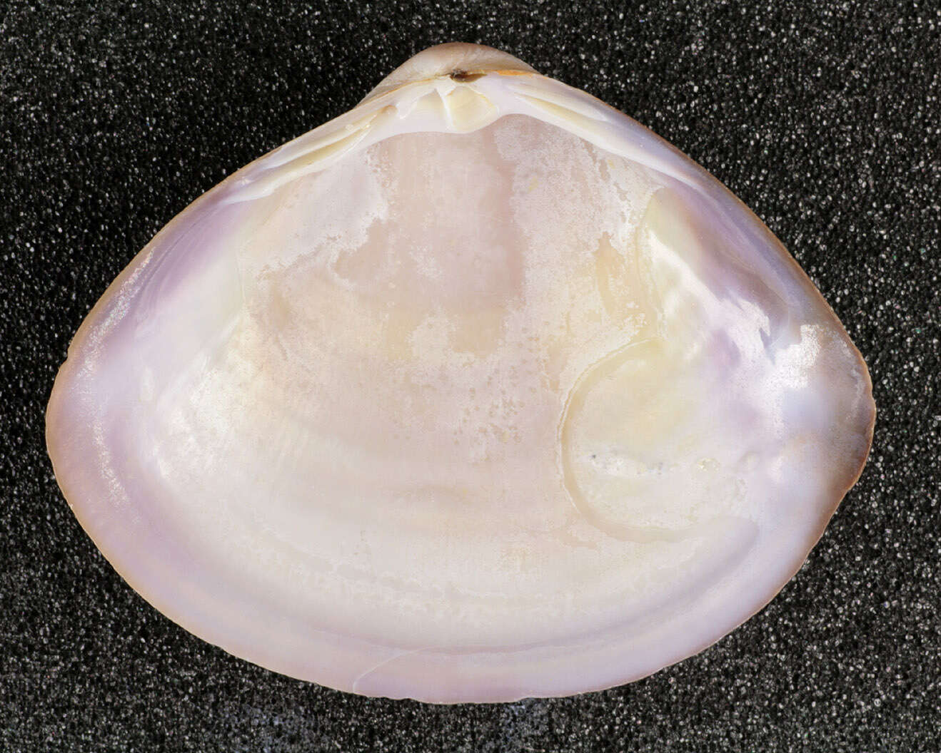 Image of rayed trough clam