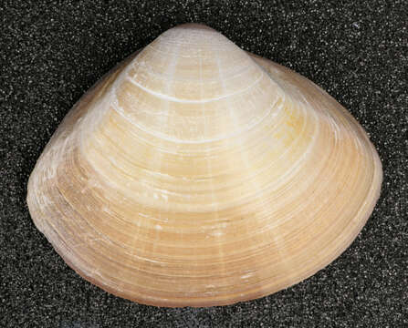 Image of rayed trough clam