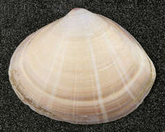 Image of rayed trough clam