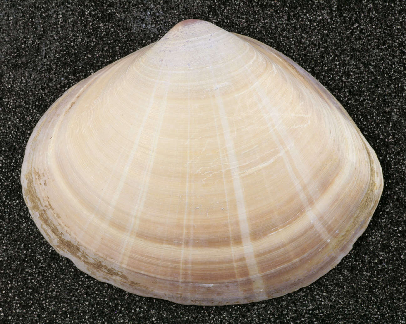 Image of rayed trough clam