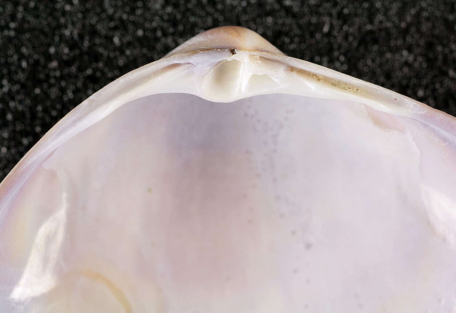 Image of rayed trough clam