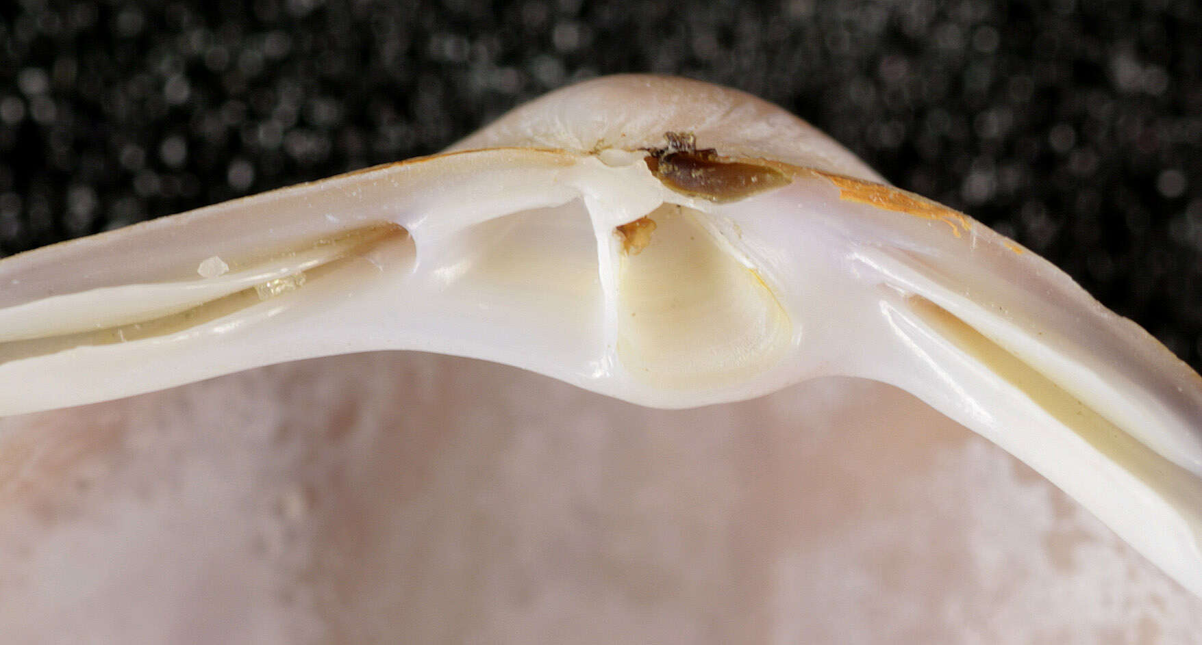 Image of rayed trough clam