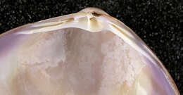 Image of rayed trough clam