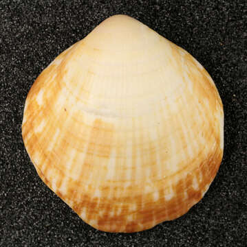 Image of Dog cockle